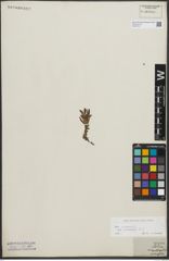 Foto von Salix repens subsp. incubacea (L.) A. Neumann